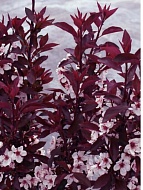 ����� ������������� �������� 160-200 ��