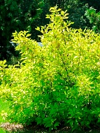 ����� ����� Aurea ����� �2
