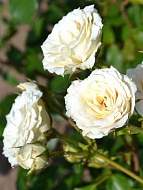 Роза спрей Белая мелкоцветковая (Spray white)
