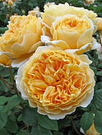     (Princess Margareta)