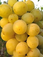 �������� ������� ����������� �����