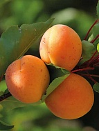 Саженец абрикоса Робада