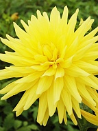 �������� Gelber Vulcan