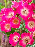 ���� ��� ������ (Red Mozart) ���������