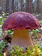 Мицелий Белый гриб Сосновый