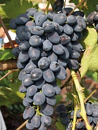 �������� ����� ����������� �����