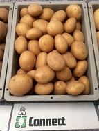 Семенной картофель Коннект 1 репродукция, среднеспелая, 1 кг