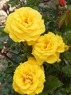     (Golden Wedding) 3 