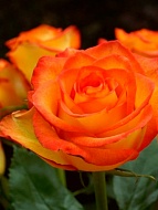 ���� ��� ������ (High Magik) �����-���������