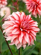 �������� Santa Claus ������������