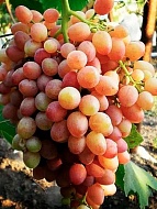 �������� ����� ������ �������