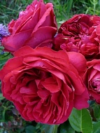 Роза парковая Ред Еден Роуз (Red Eden Rose) 