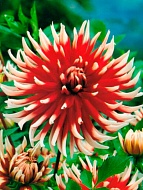 �������� Friquolet ����������