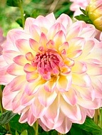 �������� Jessy ���������� ������