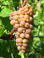 Виноград Солярис винный