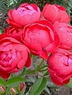 Роза флорибунда Морздаг Ред