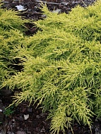      (King of Spring) 3