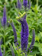 �������� ���������� Cristata C2, ��.