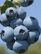 �������� �������� ��� ������� 2 ���� 3 �