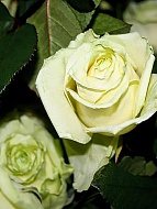 Роза чайно-гибридная Киви (Kiwi)