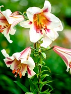 ����� Passion Moon �� ������ 12/14