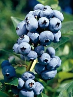 �������� ��� ���� �����������