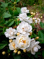 ���� �������� (Waterloo) ���������