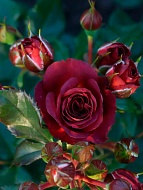 ���� �������� (Chococcino) ���������