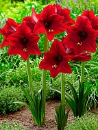 ����������� Arabian Night 22/24