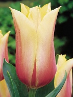 Тюльпан гигантский Blashing Beauty (3 шт)