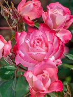 ���� ����� ����� (Furore) ���������