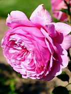 Роза на штамбе Аленка (Olenka) высота 1-1.2 м