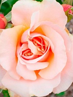 ���� ��� ���� (Mon Pearl) �����-���������