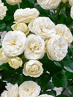 ���� ������� (Artemis) ����������