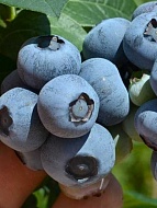 �������� ������� �����������