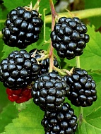 ������� �������� C1.5