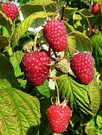 ������ ����� ������������ ������� 3 ��