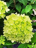 ��������� ���� ���� (Little Lime) ����������� C2, ��.