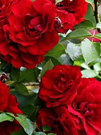Роза плетистая Нахеглут (Nahelglut)