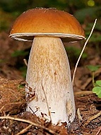 Мицелий Белый гриб Березовый