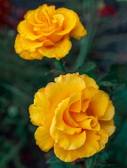 Роза на штамбе Голден Шауерс (Golden Showers) высота 1,4-1,6 м