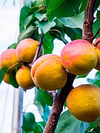 ������� NJA-19 �������