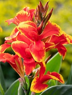 ����� Golden Flame