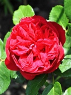 Роза парковая  Ред Еден
