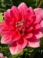 �������� Berliner Kleene