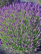 ������� �����������