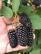 ������� �������� ���� C1,5, ��.