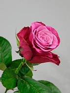 ���� ����� ������ (Prince of Persia) �����-���������