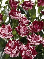 Роза мелкоцветковая Пестрая ТМ Яскрава