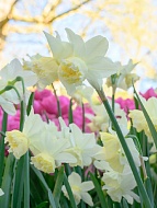 c White Marvel  10/12